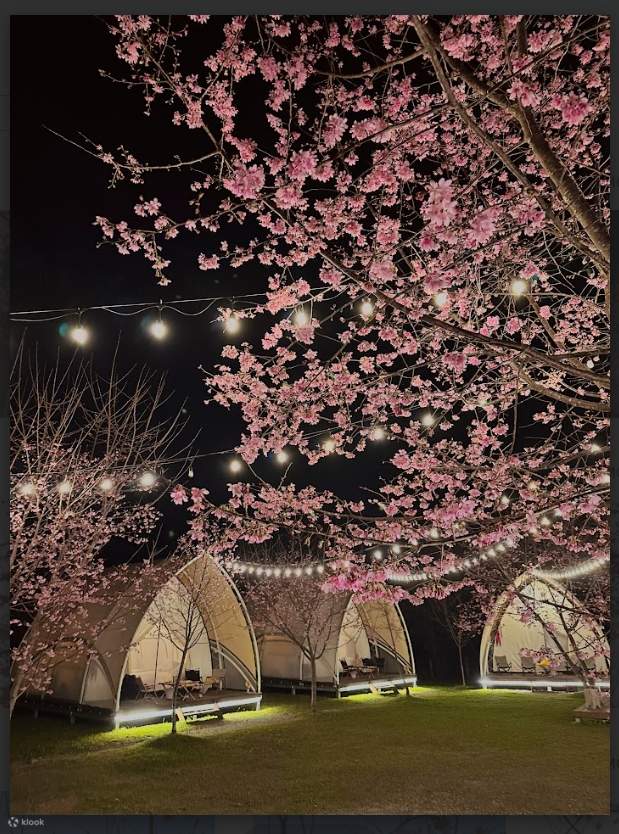 Hoa anh đào Fuji hồng